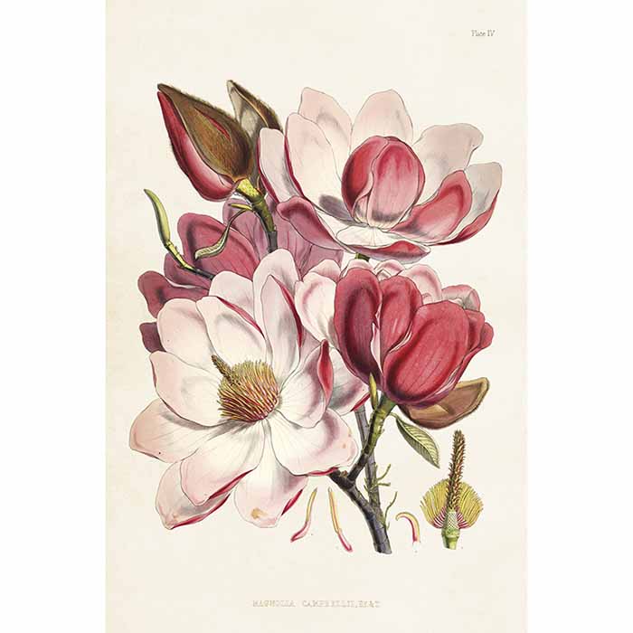 Vintage postikortti Magnolia